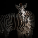 ... Zebra Poster och Canvastavla