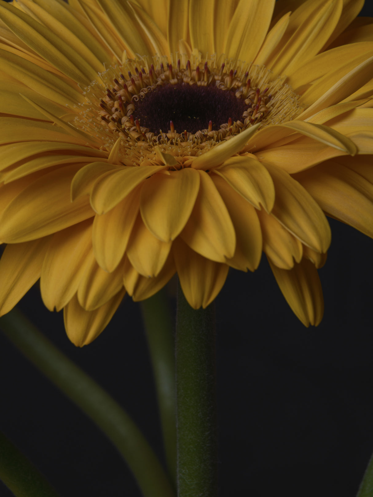 beautiful flowers Poster och Canvastavla