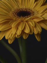 beautiful flowers Poster och Canvastavla