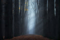The end of the forest Poster och Canvastavla