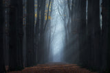 The end of the forest Poster och Canvastavla