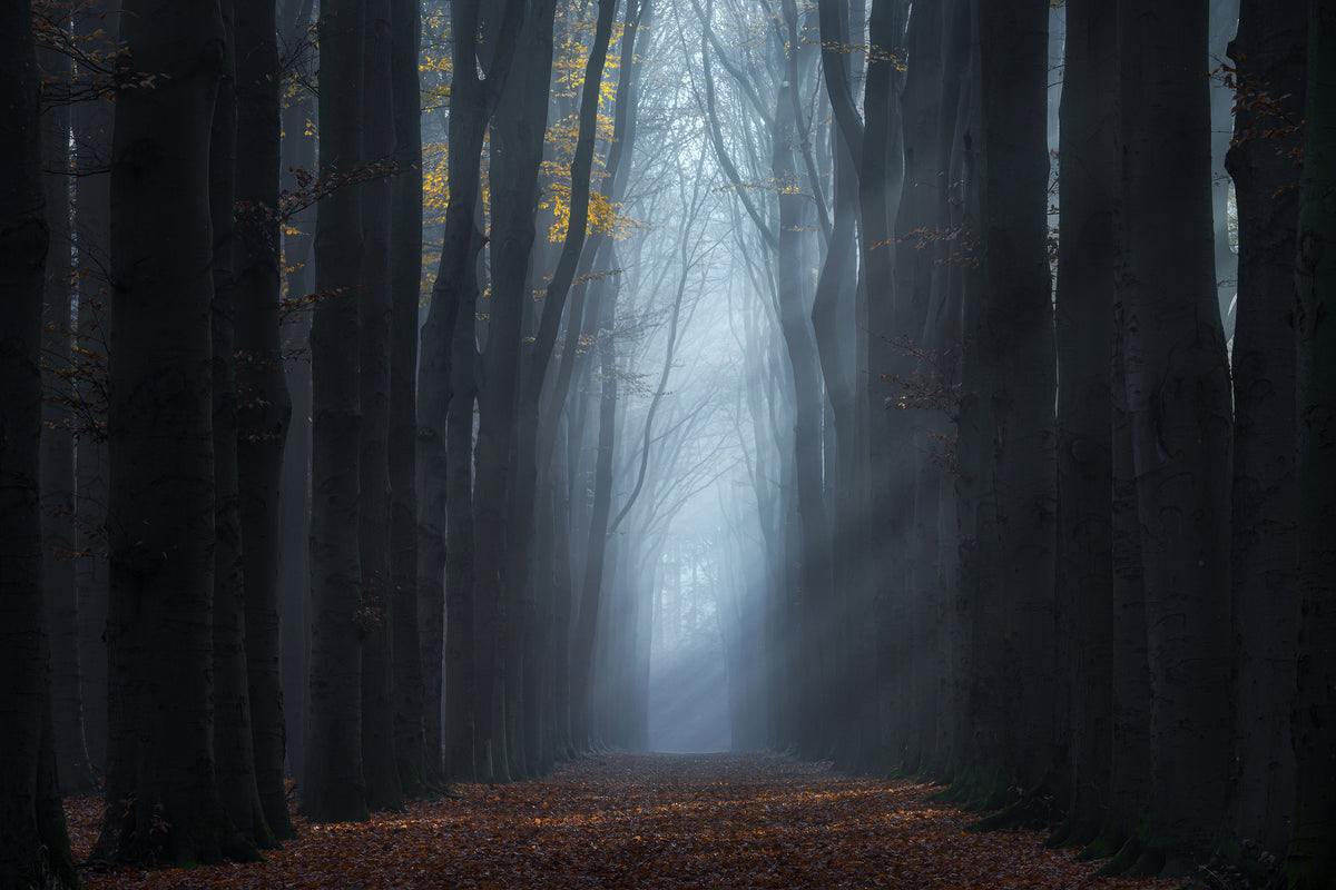 The end of the forest Poster och Canvastavla