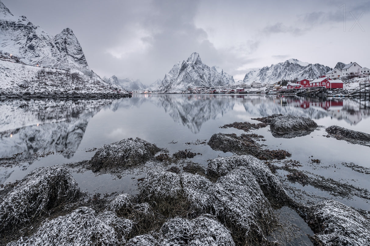 Reine Poster och Canvastavla