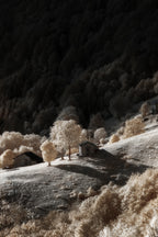 Infrared dream Poster och Canvastavla