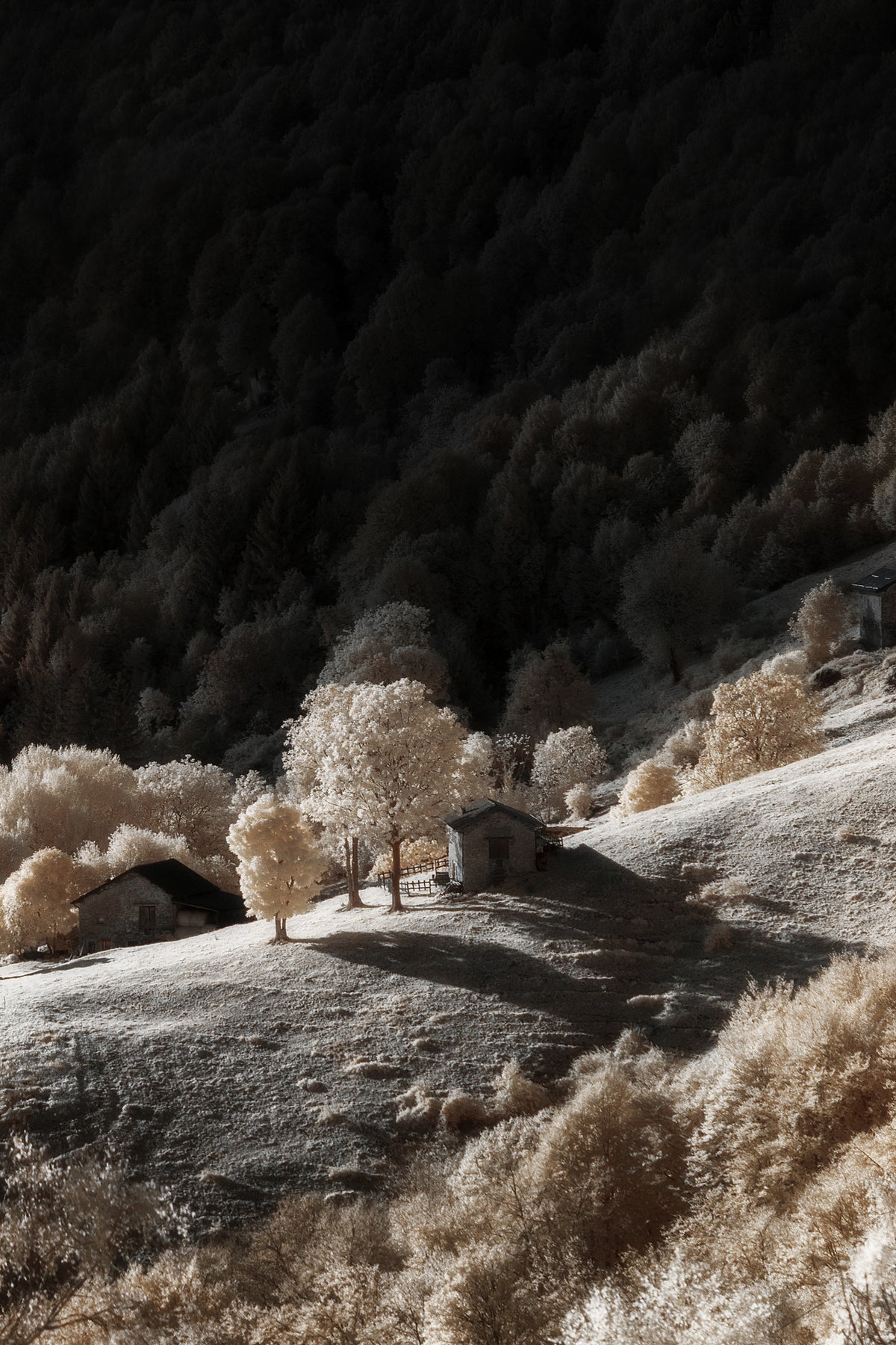 Infrared dream Poster och Canvastavla