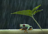 Under the rain Poster och Canvastavla