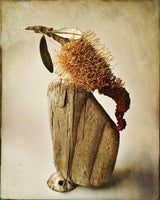 Balance Banksia Poster och Canvastavla