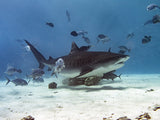 Tiger Shark Poster och Canvastavla