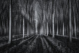 Into The Forest Poster och Canvastavla