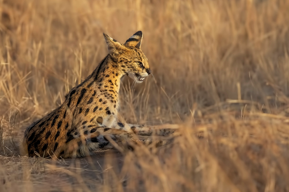Serval Poster och Canvastavla