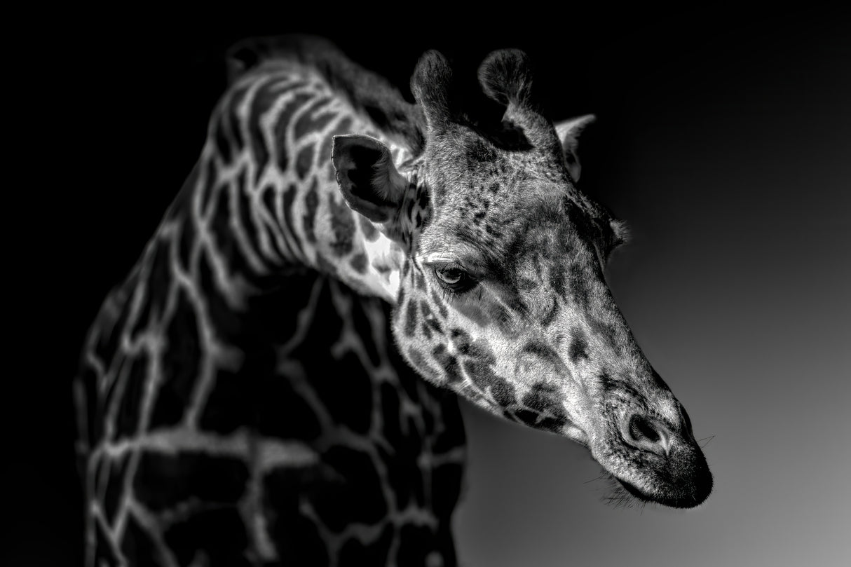 Giraffe Poster och Canvastavla