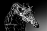 Giraffe Poster och Canvastavla