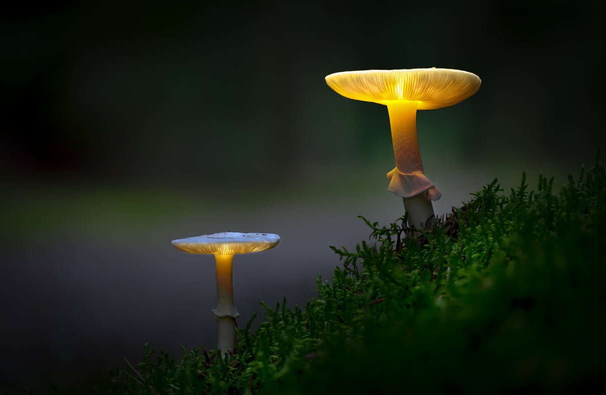 The mushrooms of the forest 03 Poster och Canvastavla