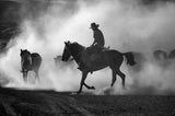 among the dust Poster och Canvastavla