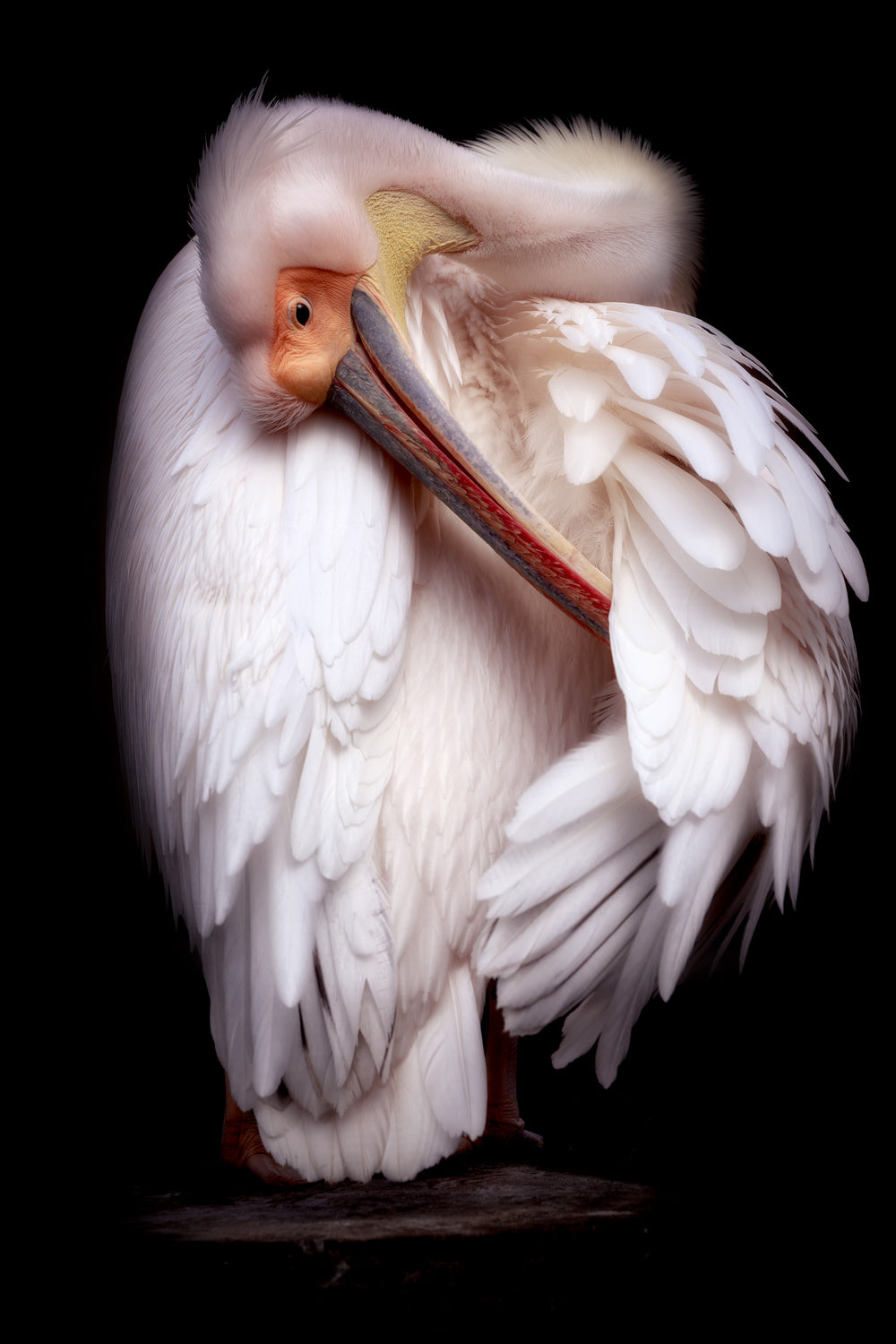 Pelican's portrait Poster och Canvastavla