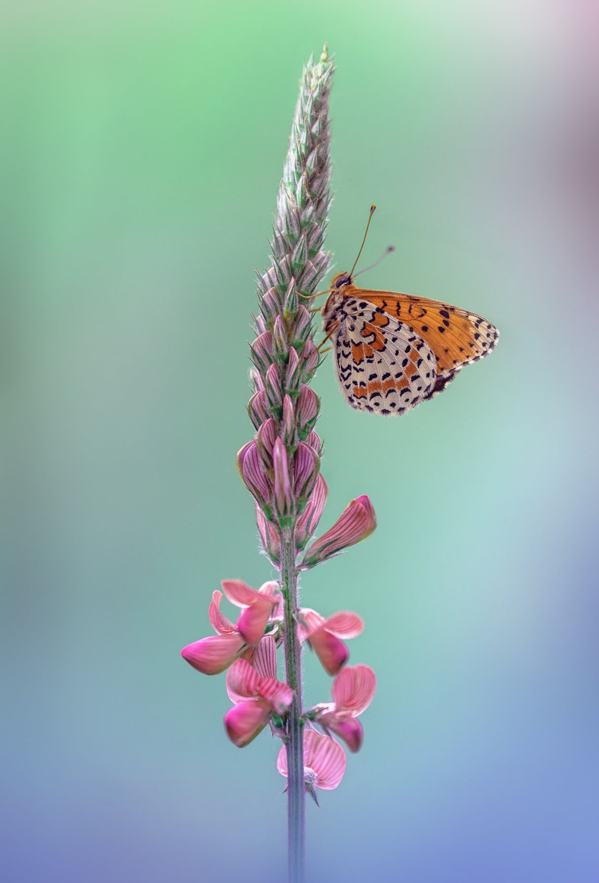 Melitaea didyma Poster och Canvastavla