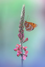Melitaea didyma Poster och Canvastavla