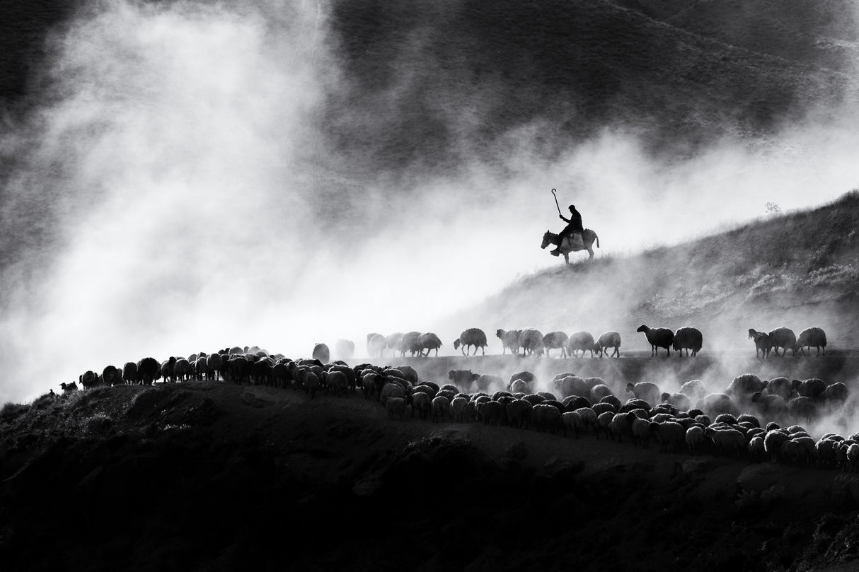 flock of sheep Poster och Canvastavla
