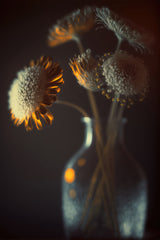 Flowers In Low Light Poster och Canvastavla