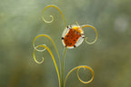 Tortoise Beetle and Leaves Poster och Canvastavla