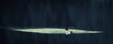 Common goldeneye Poster och Canvastavla