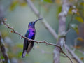 Costa Rica's Hummingbird Poster och Canvastavla