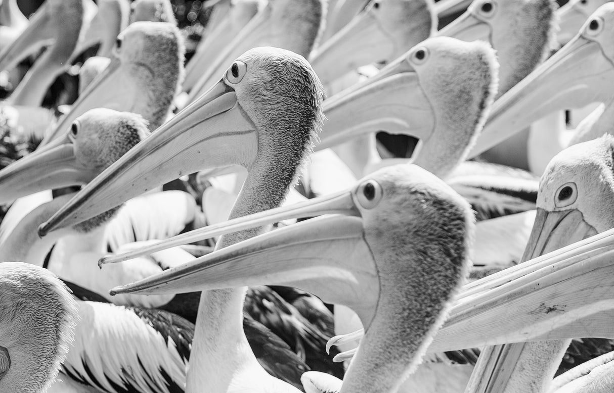 Pelicans Poster och Canvastavla