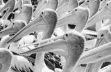 Pelicans Poster och Canvastavla