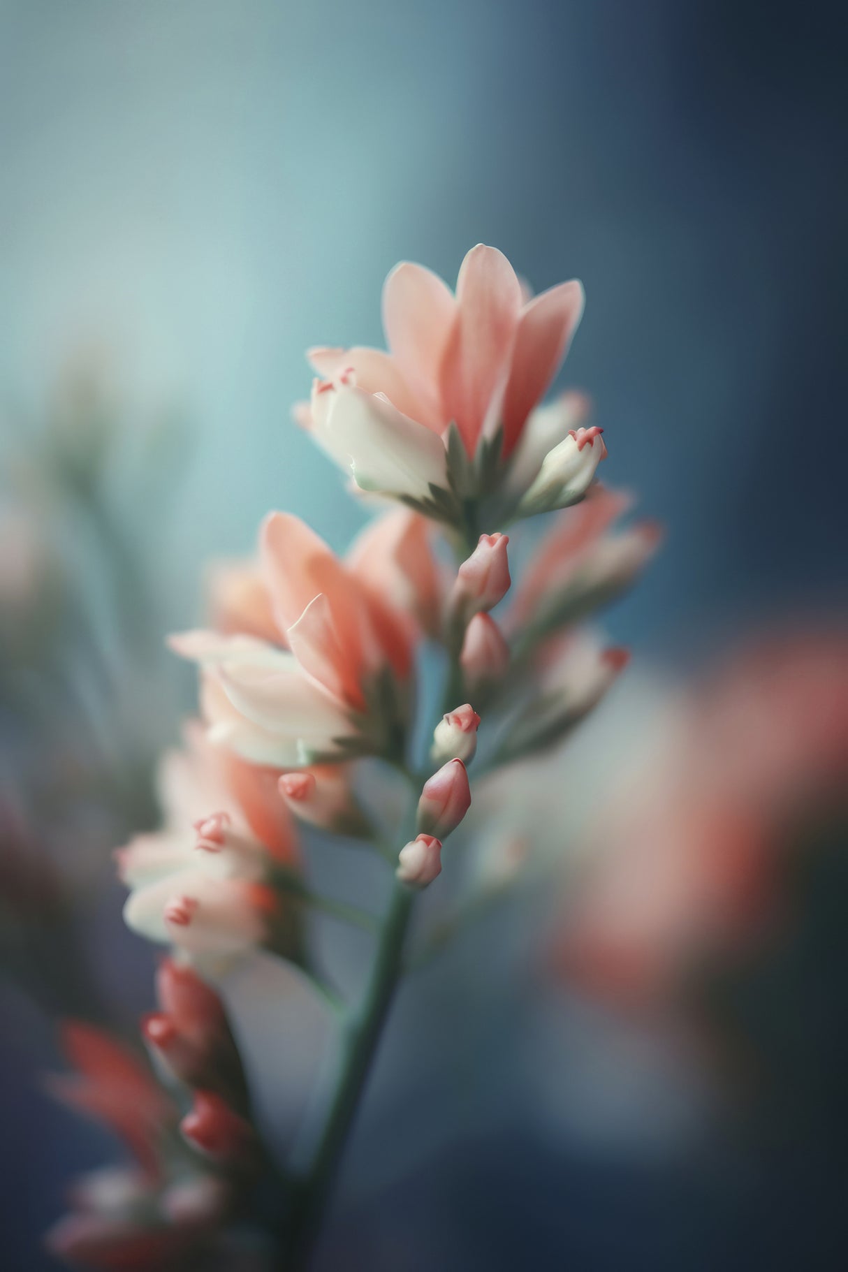 Pastel Pink Beauty Poster och Canvastavla