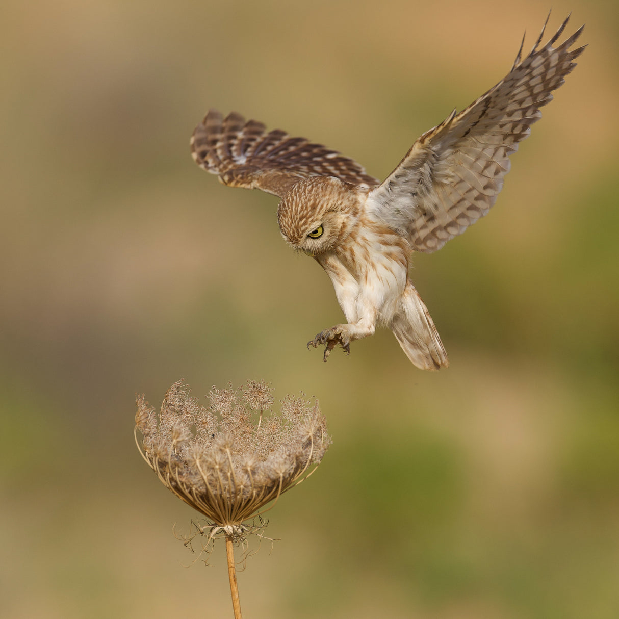 Little owl Poster och Canvastavla