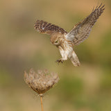 Little owl Poster och Canvastavla