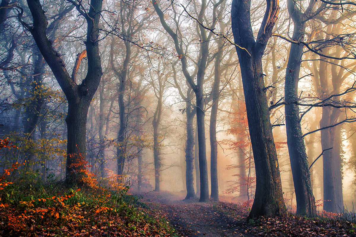 The Forest Path. Poster och Canvastavla