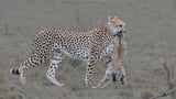Cheetah hunted a Thompson's Gazelle Poster och Canvastavla