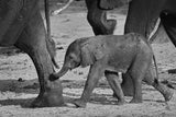 baby elephant Poster och Canvastavla