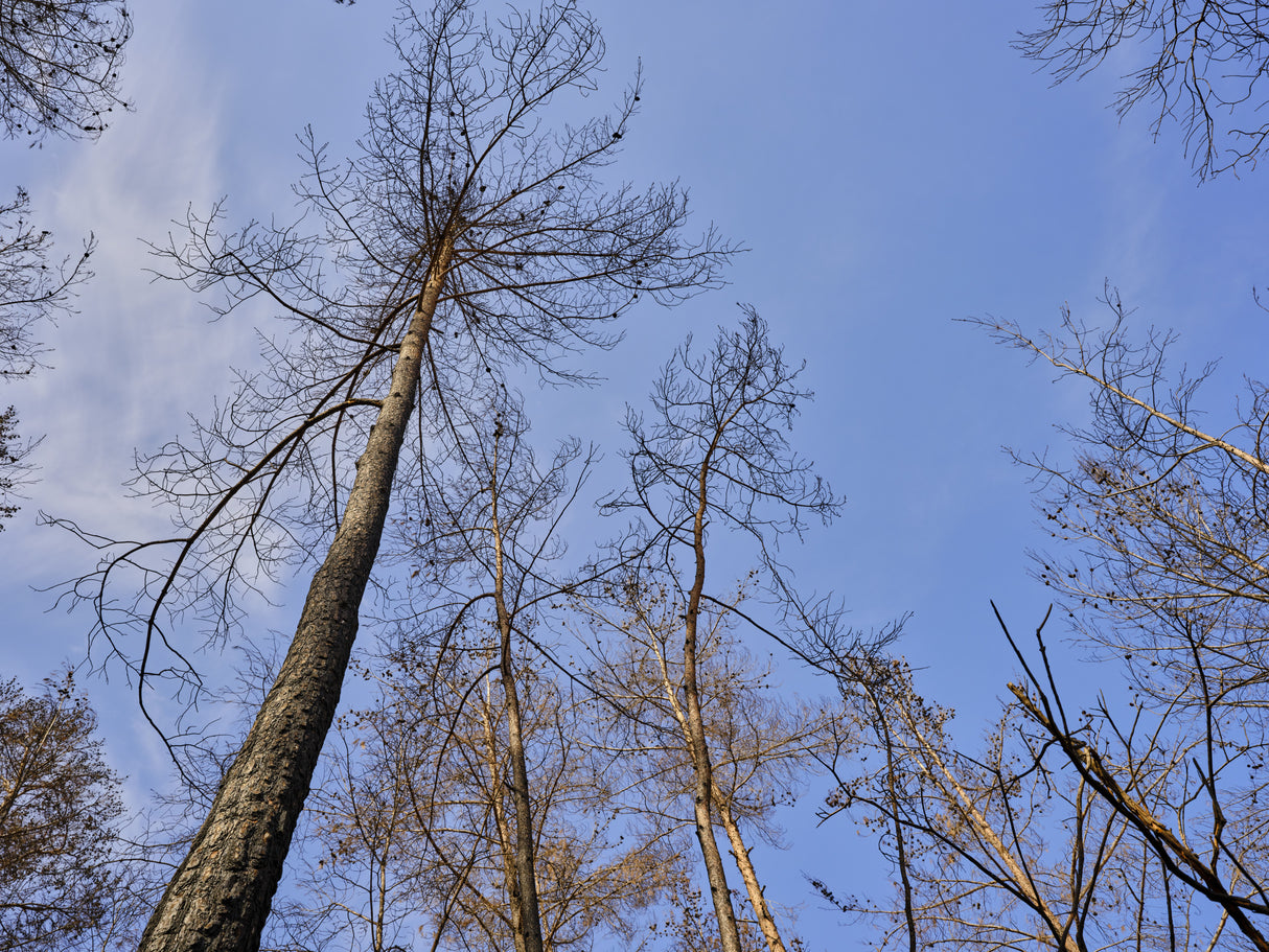 burnt trees and sky background Poster och Canvastavla