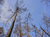 burnt trees and sky background Poster och Canvastavla