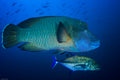 Humphead wrasse Poster och Canvastavla