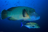 Humphead wrasse Poster och Canvastavla