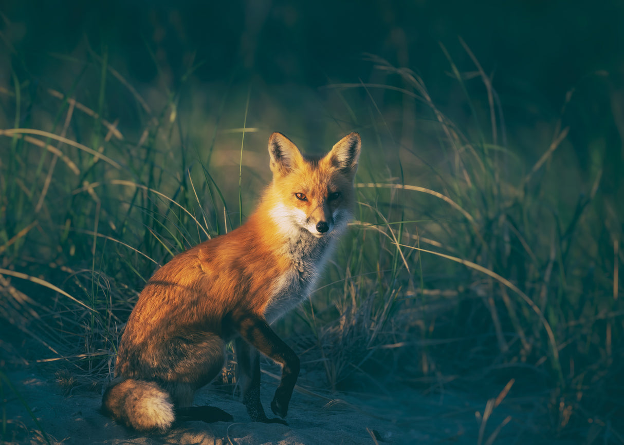 Red fox Poster och Canvastavla