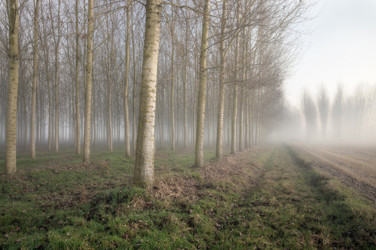 POPLARS IN THE MIST Poster och Canvastavla