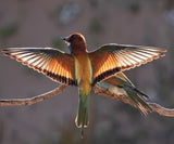 The bee-eater in the light Poster och Canvastavla