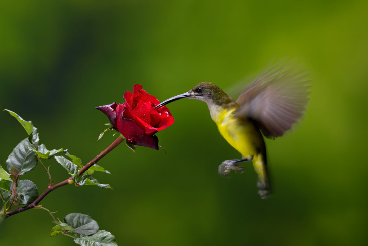 Nectar Eating Bird Poster och Canvastavla