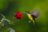 Nectar Eating Bird Poster och Canvastavla
