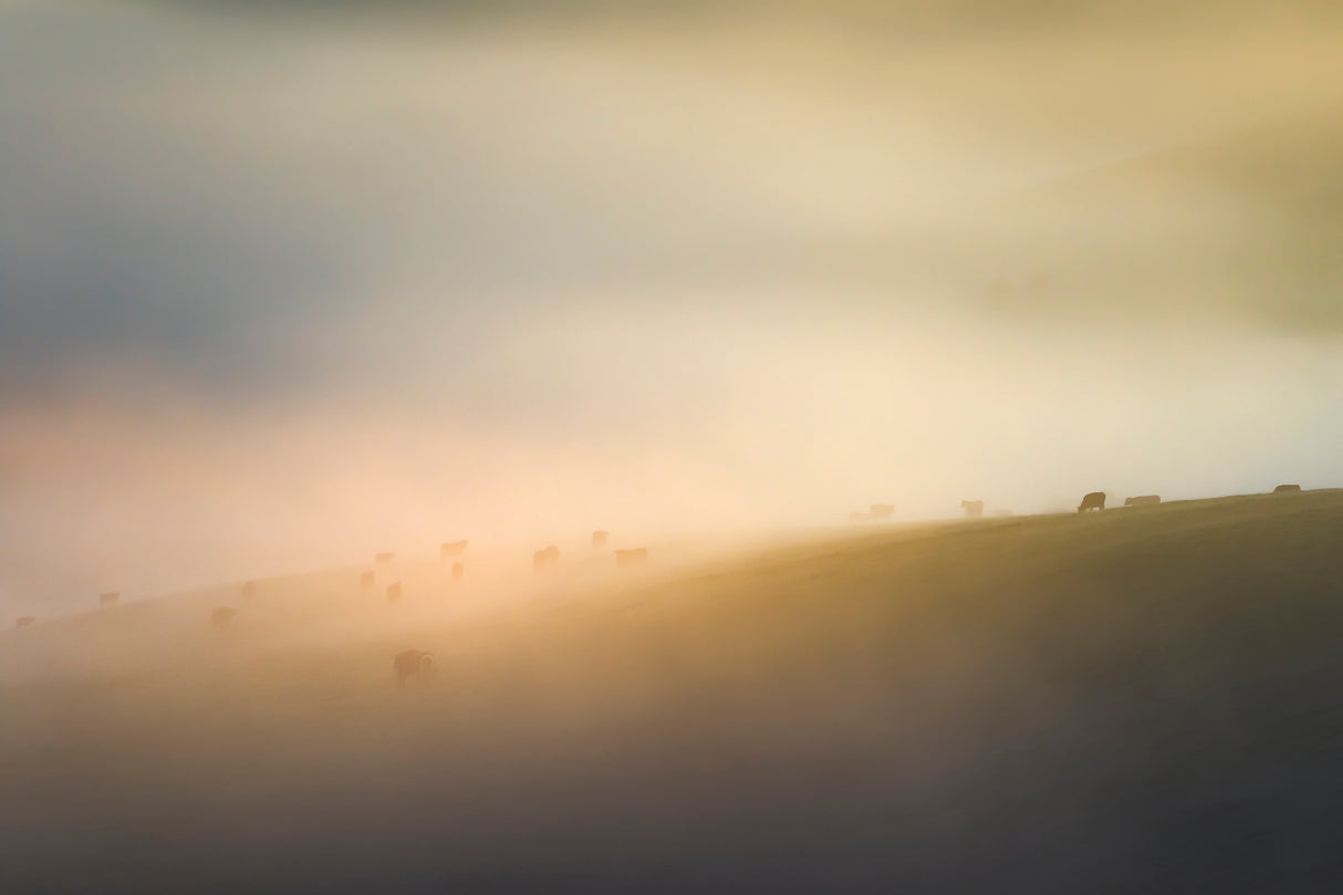 Cow farm Under mist Poster och Canvastavla