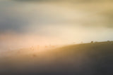 Cow farm Under mist Poster och Canvastavla