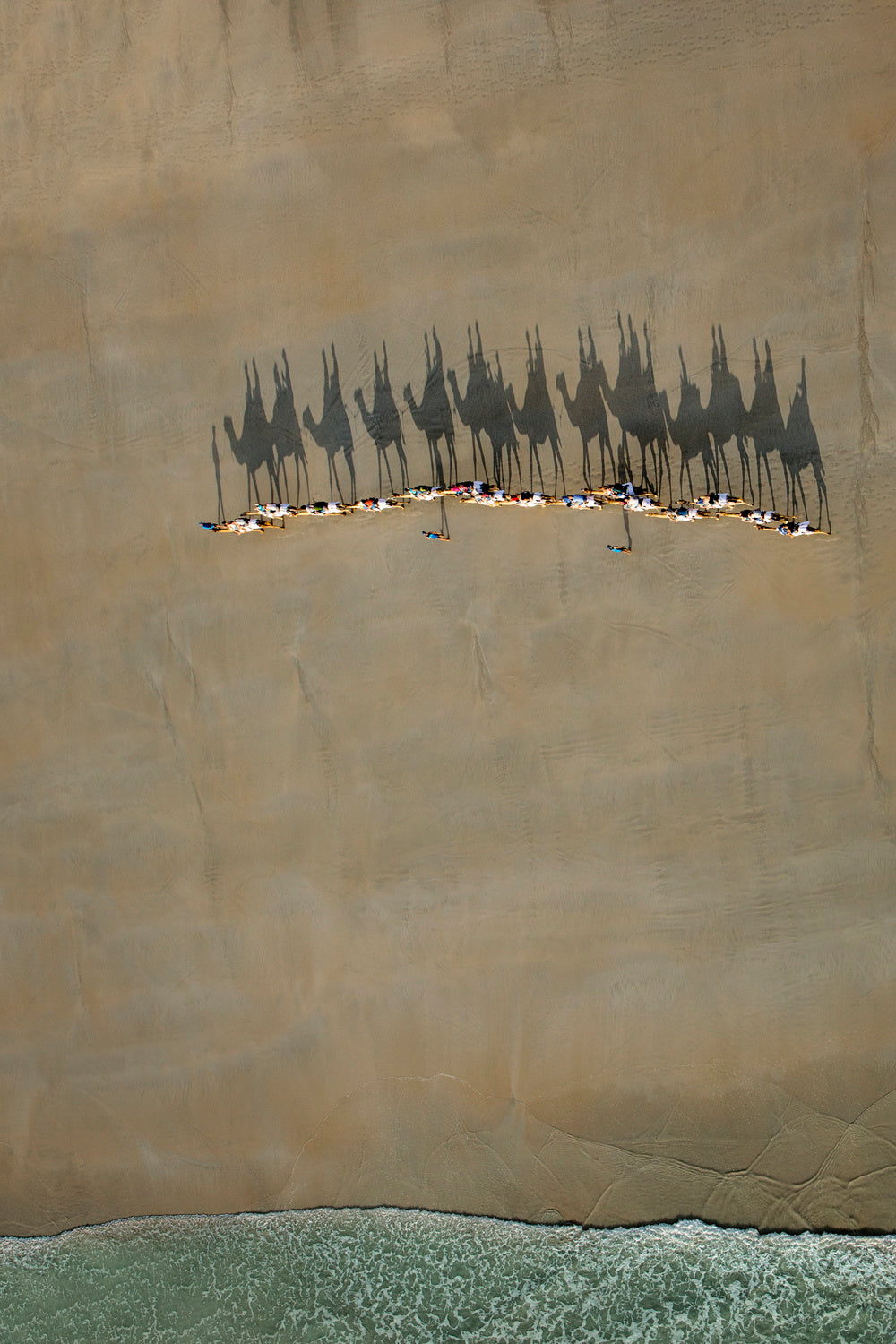 Broome Camel Train Poster och Canvastavla