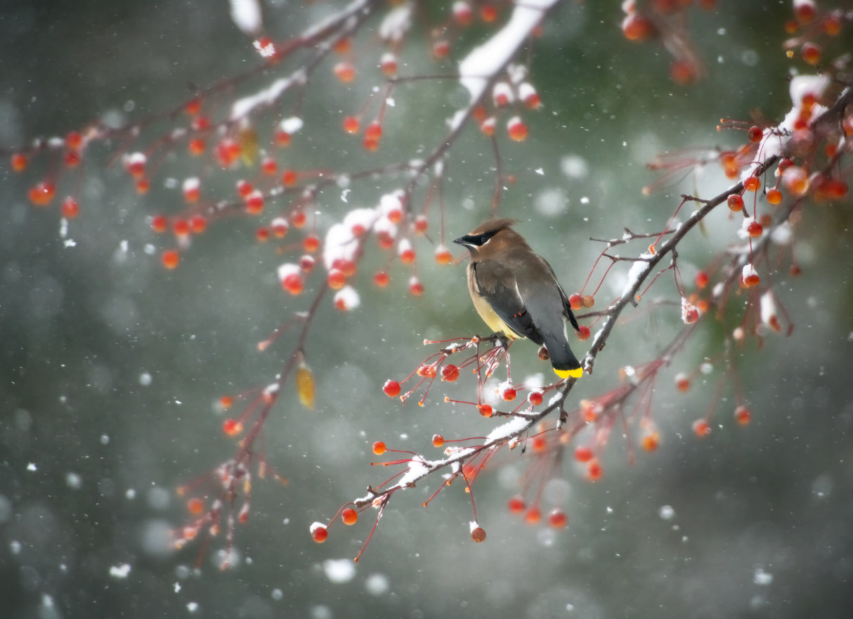 First Snow Poster och Canvastavla