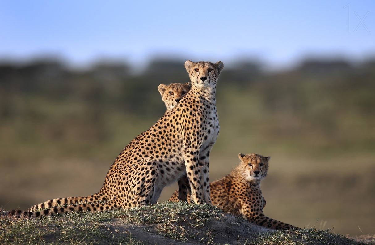 Cheetahs Family Poster och Canvastavla