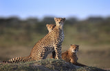 Cheetahs Family Poster och Canvastavla
