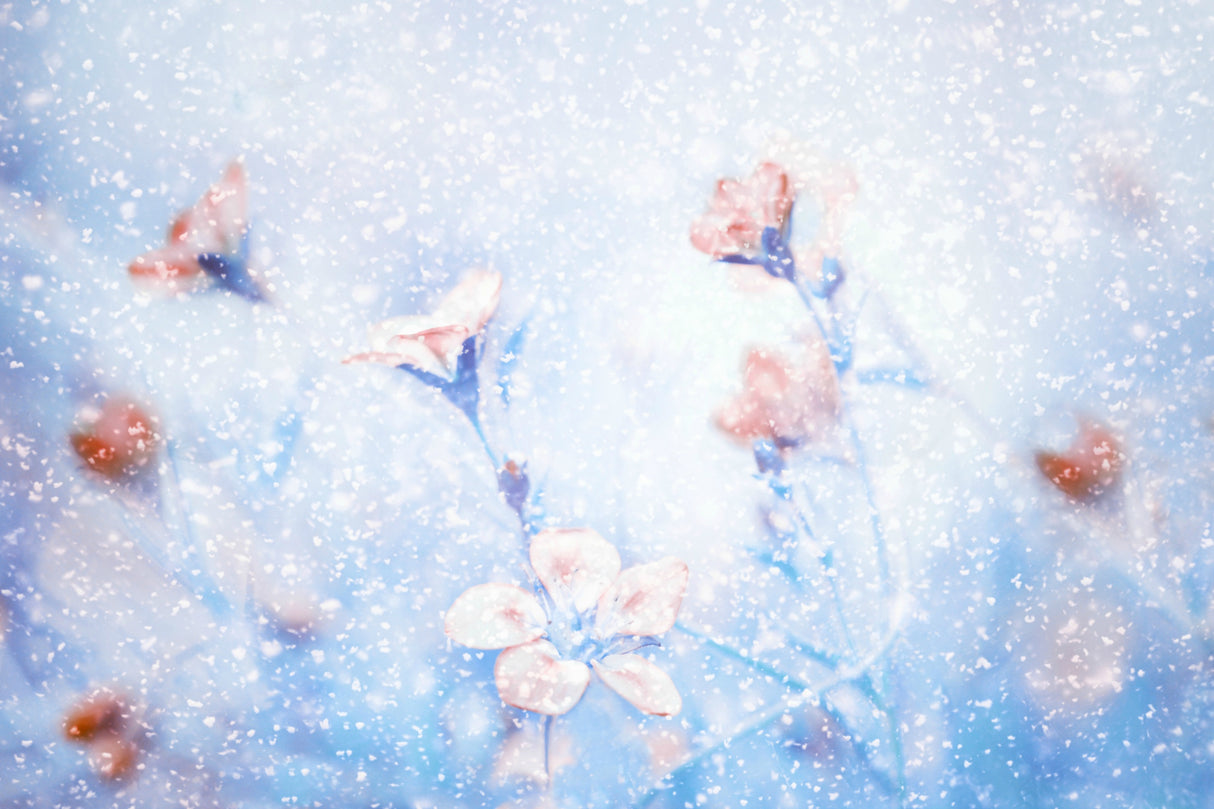 My Winter Garden Poster och Canvastavla